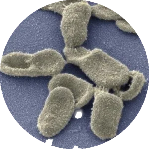 Mycoplasma genitalium1