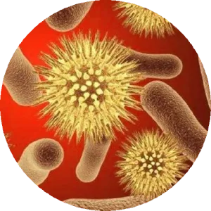 Ureaplasma